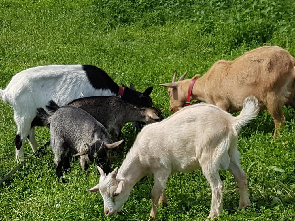 La Maison Du Bonheur Anlhiac Luaran gambar